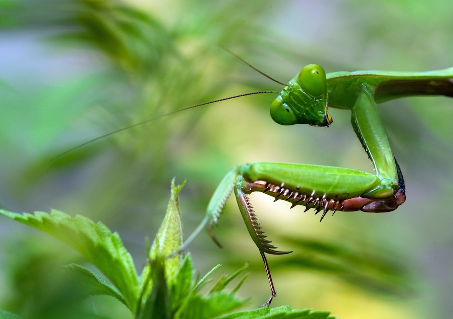 praying mantis up close - WordPress bug fixing